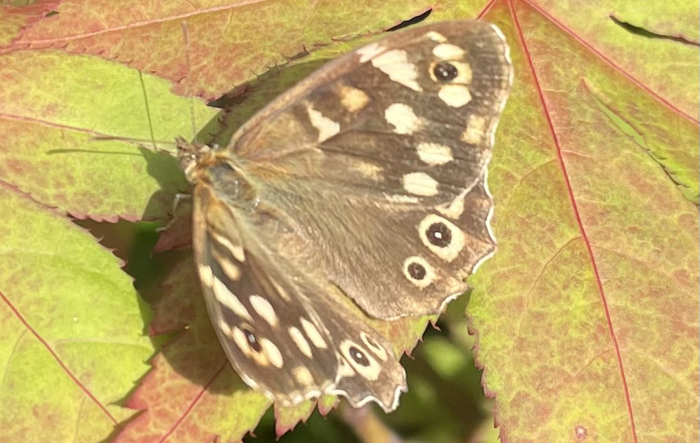 butterfly